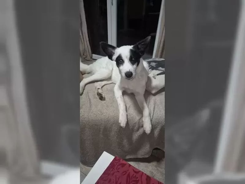 Martha ist so eine liebe Hündin, sie lebt in der Nähe von Marburg/Hessen