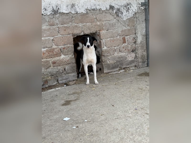 YAELA, Hündin, 1,5 Jahre, 38 cm, Mischling, Tierschutz