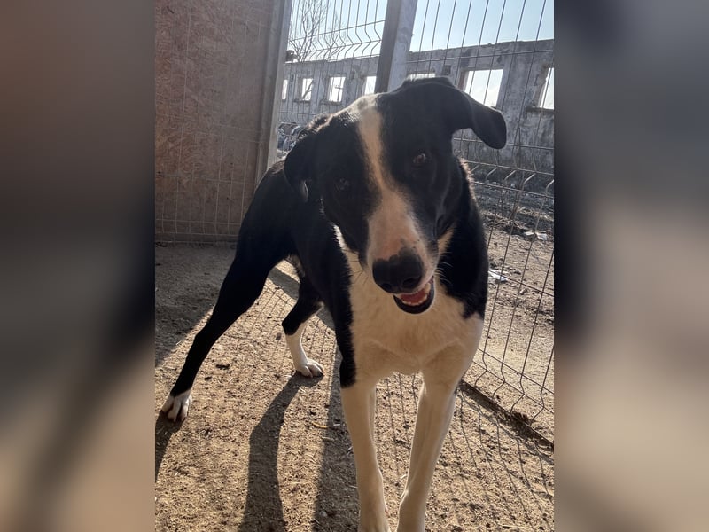 YAFFA, Hündin, 1,5 Jahre, 43 cm, Mischling, Tierschutz