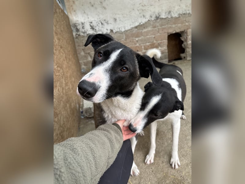 YADE, Hündin, 1,5 Jahre, 50 cm, Mischling, Tierschutz