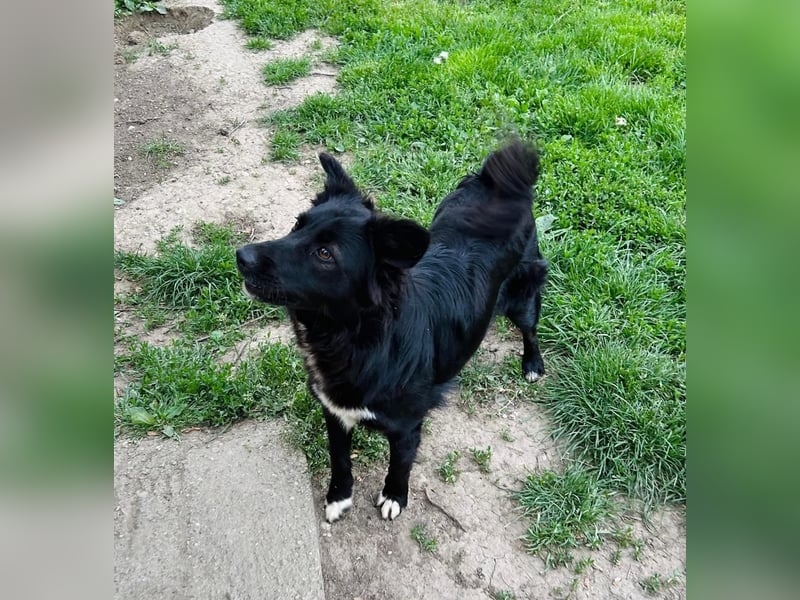Afrodita Tierschutzhund sucht ein Zuhause