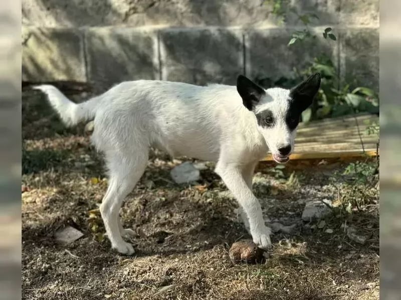 Martha ist so eine liebe Hündin, sie lebt in der Nähe von Marburg/Hessen