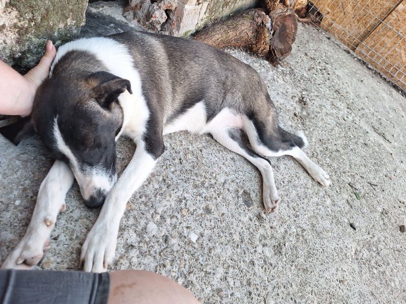 YADE, Hündin, 1,5 Jahre, 50 cm, Mischling, Tierschutz