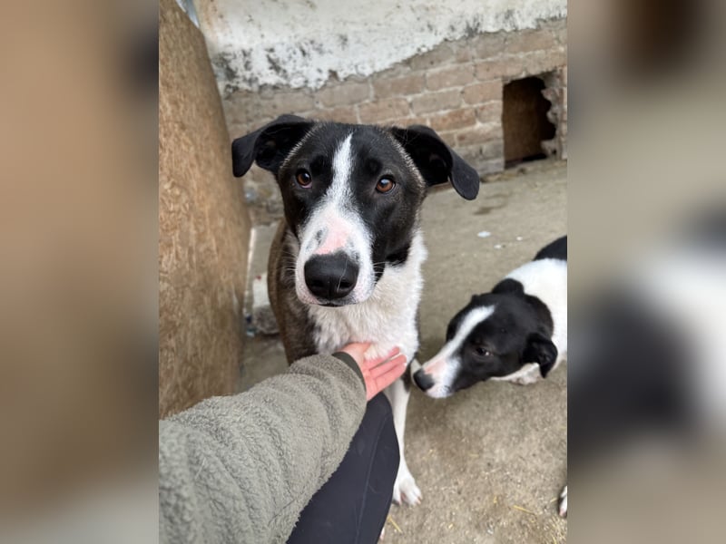 YADE, Hündin, 1,5 Jahre, 50 cm, Mischling, Tierschutz