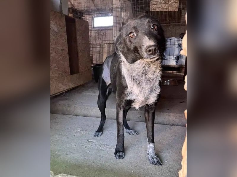 ⭐️NEDDY⭐️, Hündin, 1,5 Jahre, 42 cm, Mischling, Tierschutz