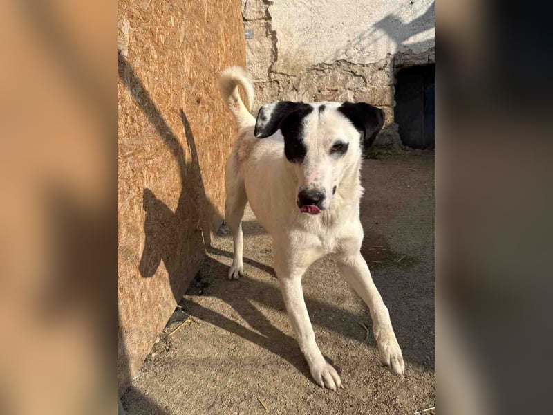 ⭐️GEORGIA⭐️, Hündin, 1,5 Jahre, 52 cm, Mischling, Tierschutz