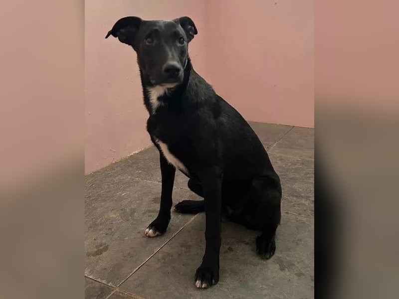 ⭐️BLACK BEAUTY⭐️, Hündin, 1 Jahr, 47 cm, Mischling, Tierschutz