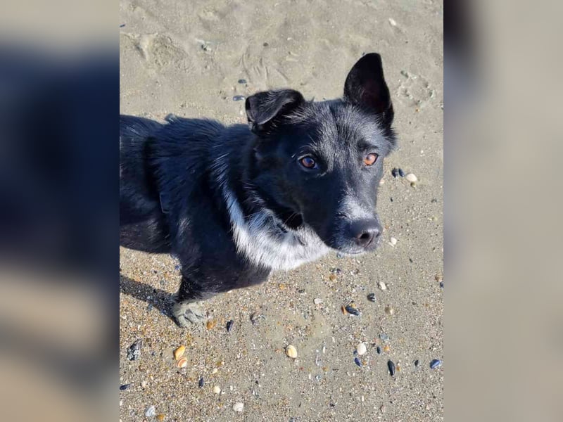 ⭐️NEDDY⭐️, Hündin, 1,5 Jahre, 42 cm, Mischling, Tierschutz