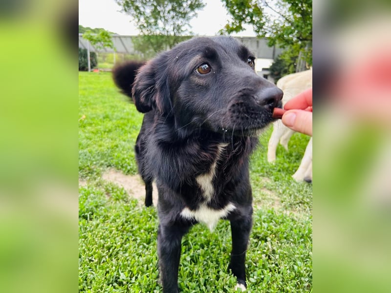 Afrodita Tierschutzhund sucht ein Zuhause