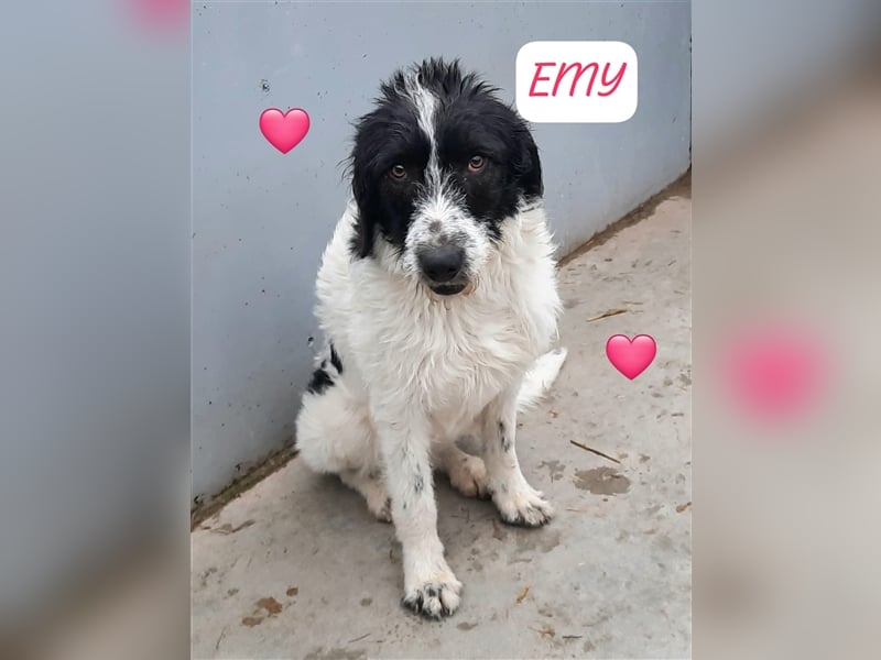 Riesenbaby Emy ist soooo lieb, möchte Rumänien schnell verlassen