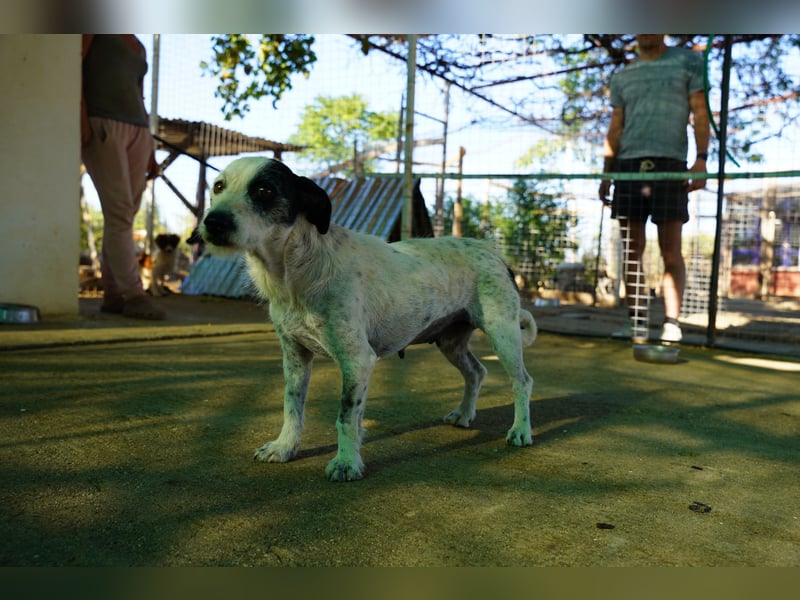 Bella – sanfte Hündin sucht ihre zweite Chance