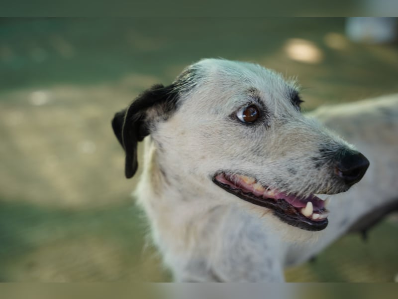 Bella – sanfte Hündin sucht ihre zweite Chance