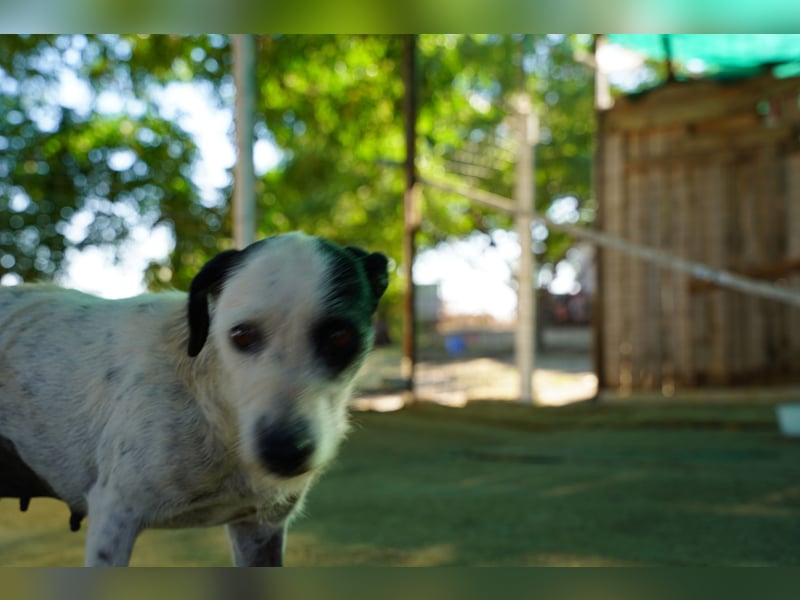 Bella – sanfte Hündin sucht ihre zweite Chance