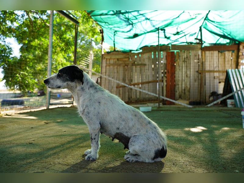 Bella – sanfte Hündin sucht ihre zweite Chance