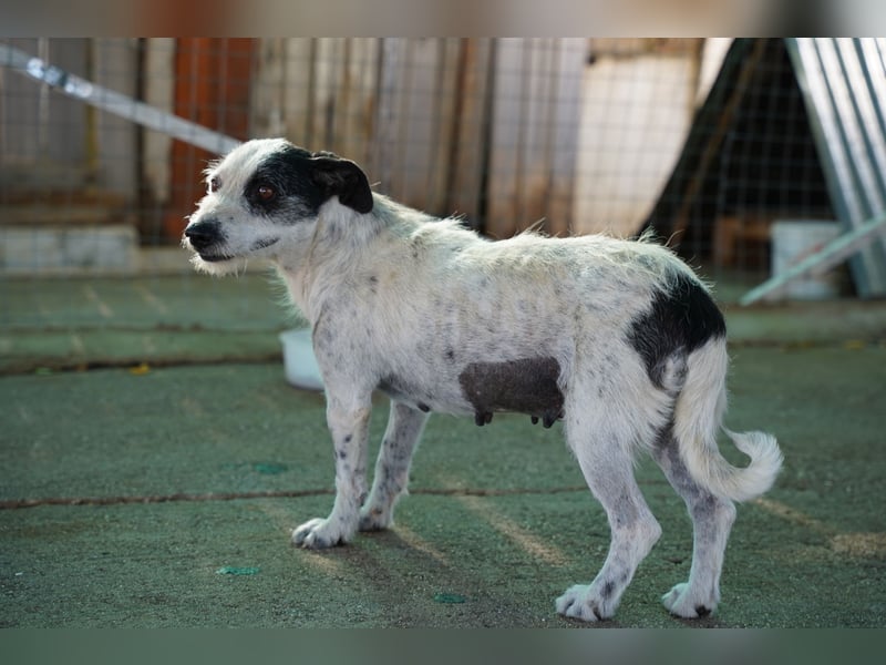 Bella – sanfte Hündin sucht ihre zweite Chance