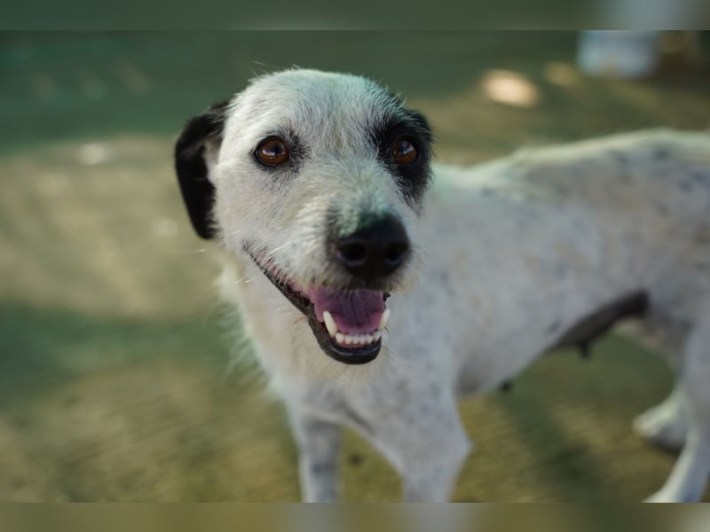 Bella – sanfte Hündin sucht ihre zweite Chance