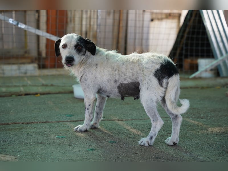 Bella – sanfte Hündin sucht ihre zweite Chance