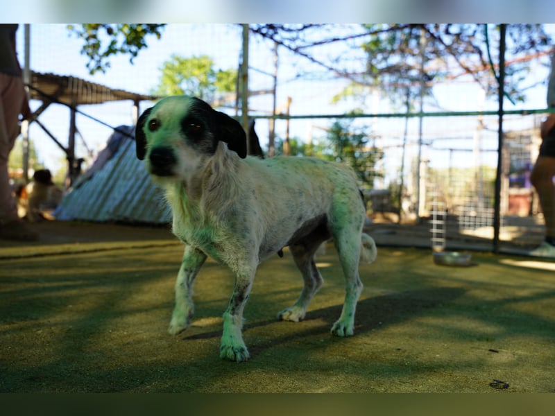 Bella – sanfte Hündin sucht ihre zweite Chance