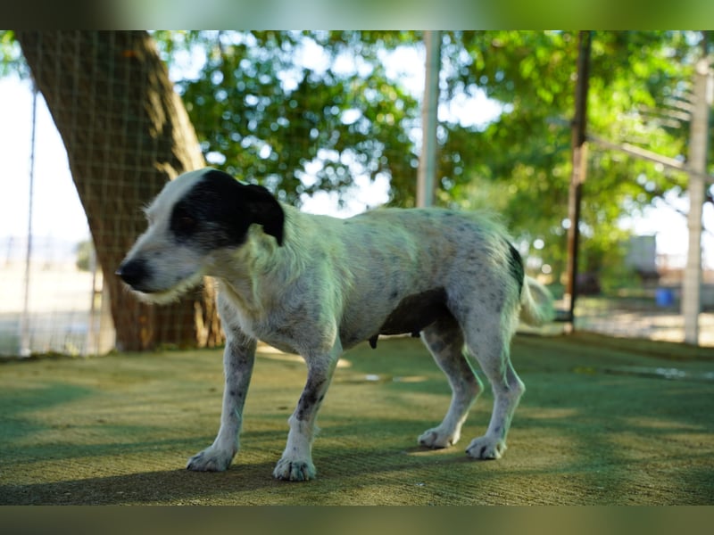 Bella – sanfte Hündin sucht ihre zweite Chance