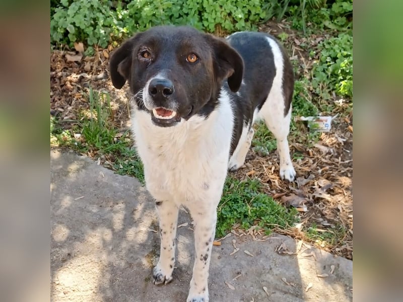 Nami - Mischlingshund