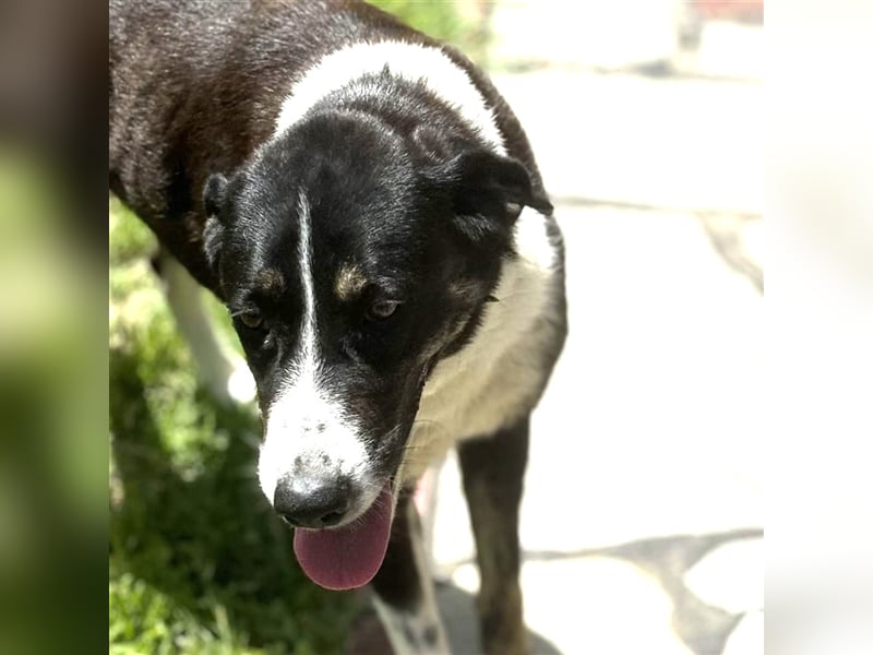 Tasha- Mischling- sucht ein Zuhause