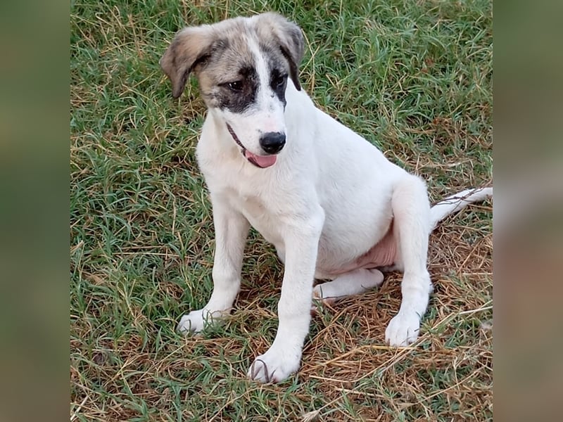 Bounty-griech. Schäferhund-Mischling- sucht ein Zuhause/Pflegestelle