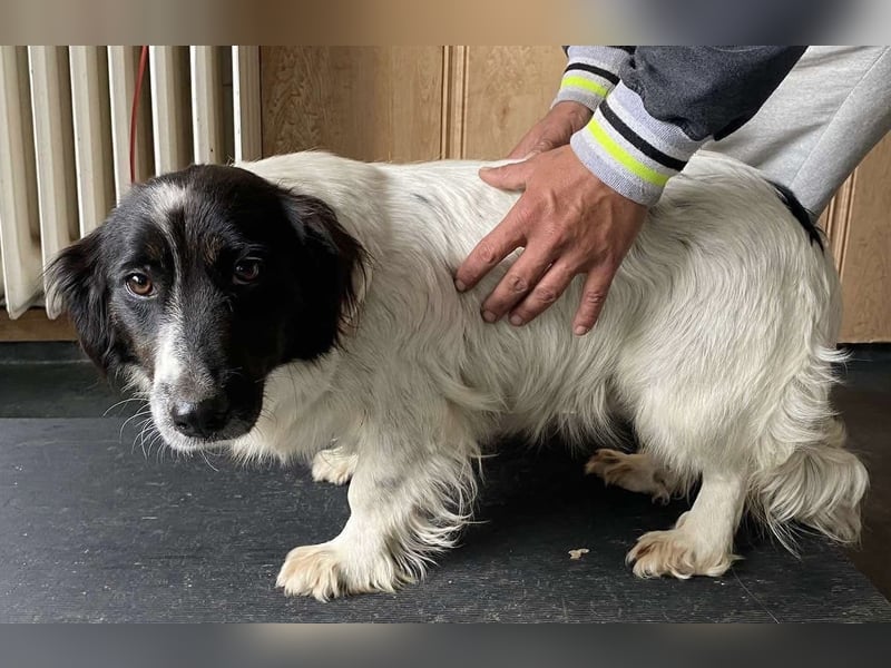 Anna, tolle Hundemama sucht Traumzuhause