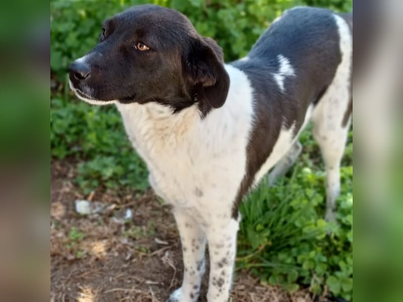 Nami - Mischlingshund