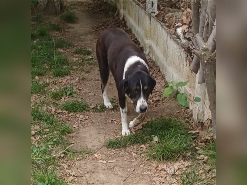 Tasha- Mischling- sucht ein Zuhause