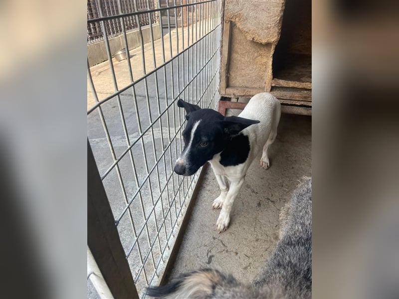 Irene, freundliche, aufgeschlossene Terrier-Mix  Junghündin sucht …..