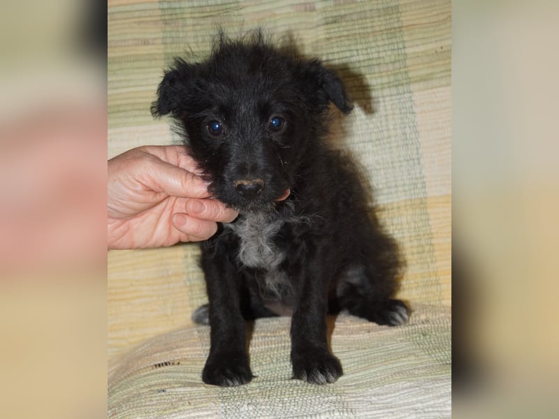 Sabrina, süßer Mudi Welpe sucht aktive Familie