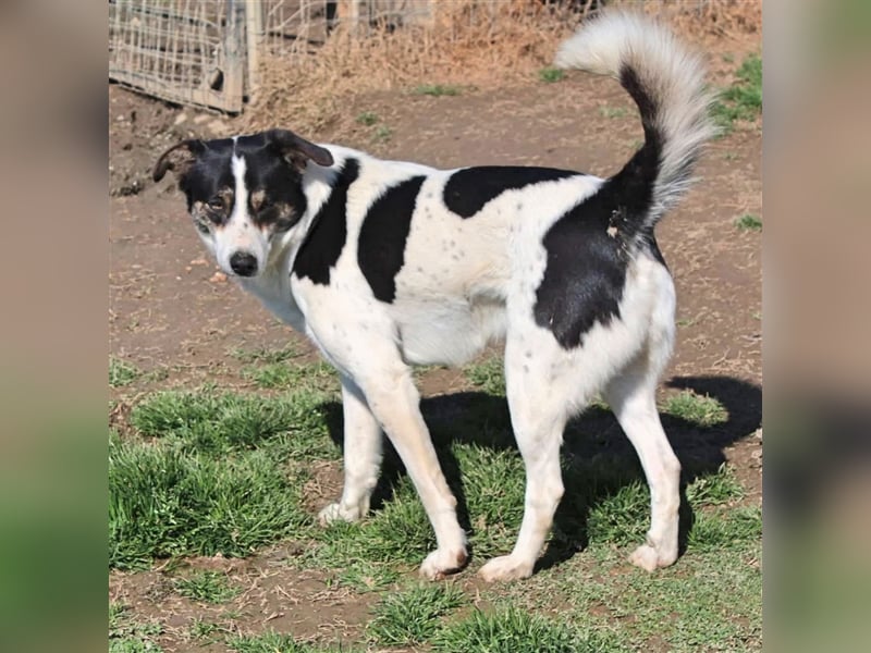 Askan- Mischlingshund 