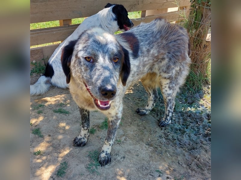 Lilly - Hirtenhund-/Jagdhund-Mischling