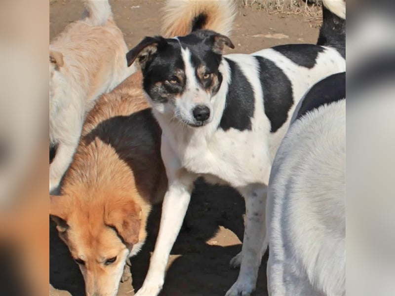 Askan- Mischlingshund 