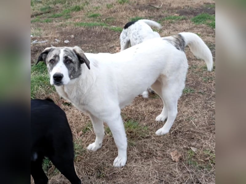 Bounty-griech. Schäferhund-Mischling- sucht ein Zuhause/Pflegestelle