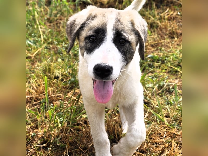 Bounty-griech. Schäferhund-Mischling- sucht ein Zuhause/Pflegestelle