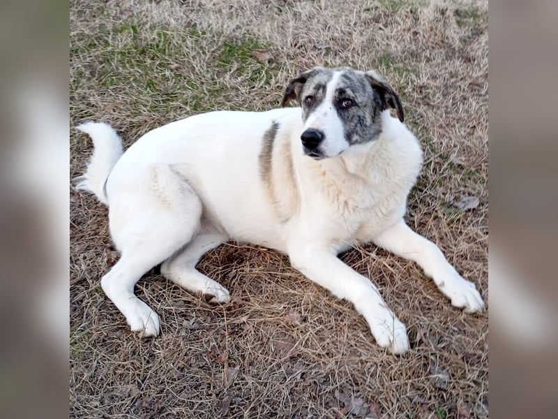 Bounty-griech. Schäferhund-Mischling- sucht ein Zuhause/Pflegestelle