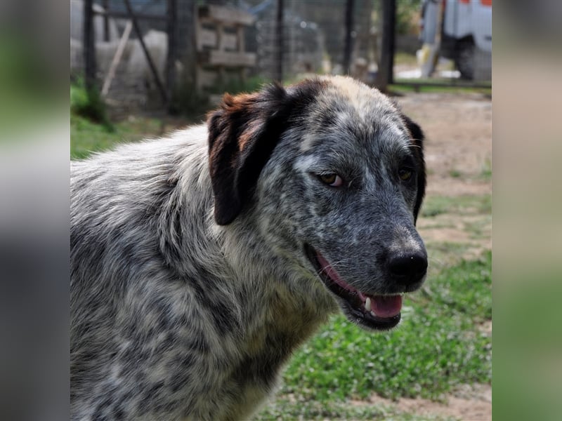 Lilly - Hirtenhund-/Jagdhund-Mischling