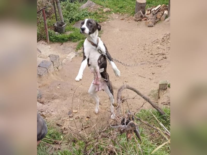 Dolly, tolle Hundemama sucht liebevolle Menschen