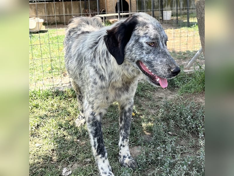 Lilly - Hirtenhund-/Jagdhund-Mischling