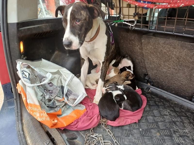 Dolly, tolle Hundemama sucht liebevolle Menschen