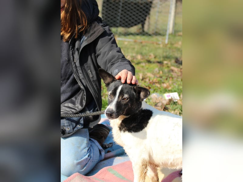 Irene, freundliche, aufgeschlossene Terrier-Mix  Junghündin sucht …..
