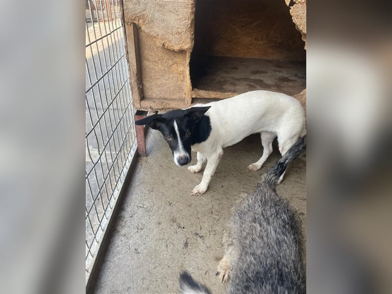 Irene, freundliche, aufgeschlossene Terrier-Mix  Junghündin sucht …..