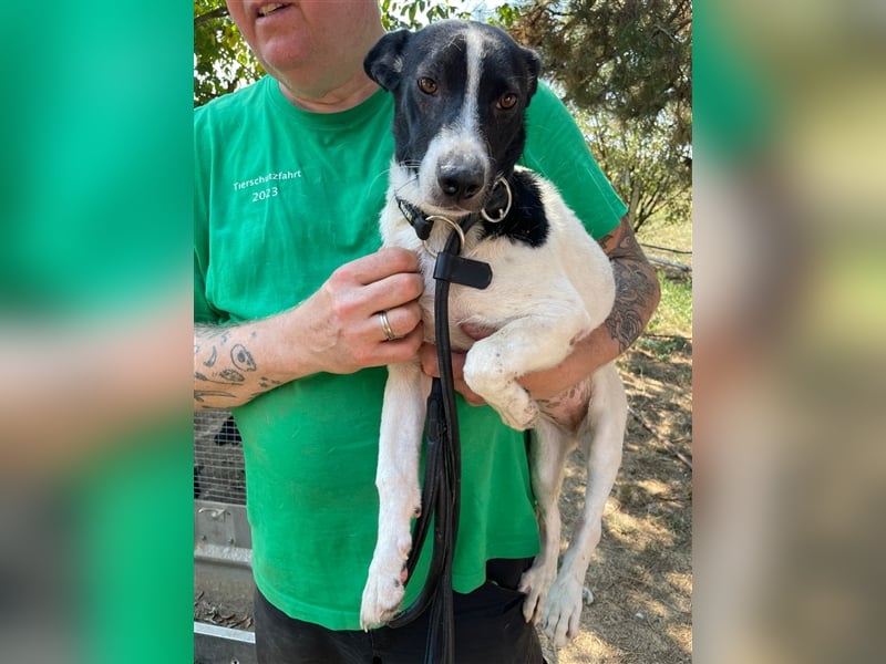 Irene, freundliche, aufgeschlossene Terrier-Mix  Junghündin sucht …..