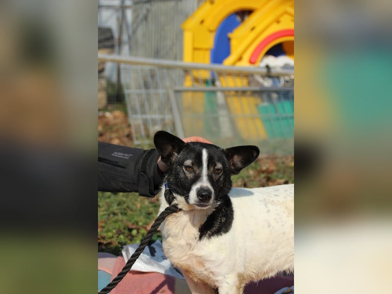 Irene, freundliche, aufgeschlossene Terrier-Mix  Junghündin sucht …..