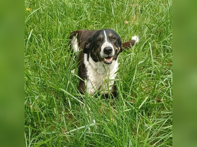 Tasha- Mischling- sucht ein Zuhause
