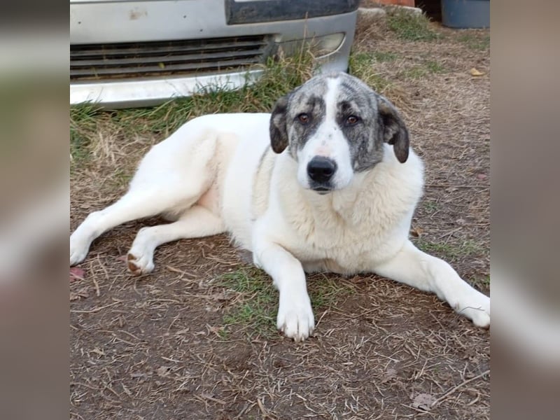 Bounty-griech. Schäferhund-Mischling- sucht ein Zuhause/Pflegestelle