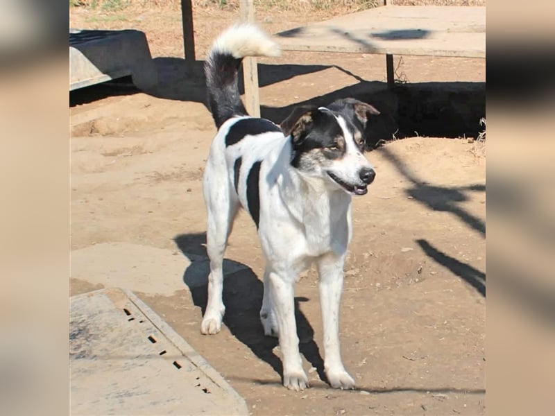 Askan- Mischlingshund 