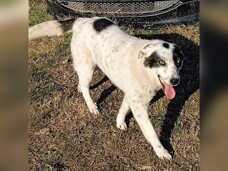 Ellie - griechischer Hirtenhund Mischling