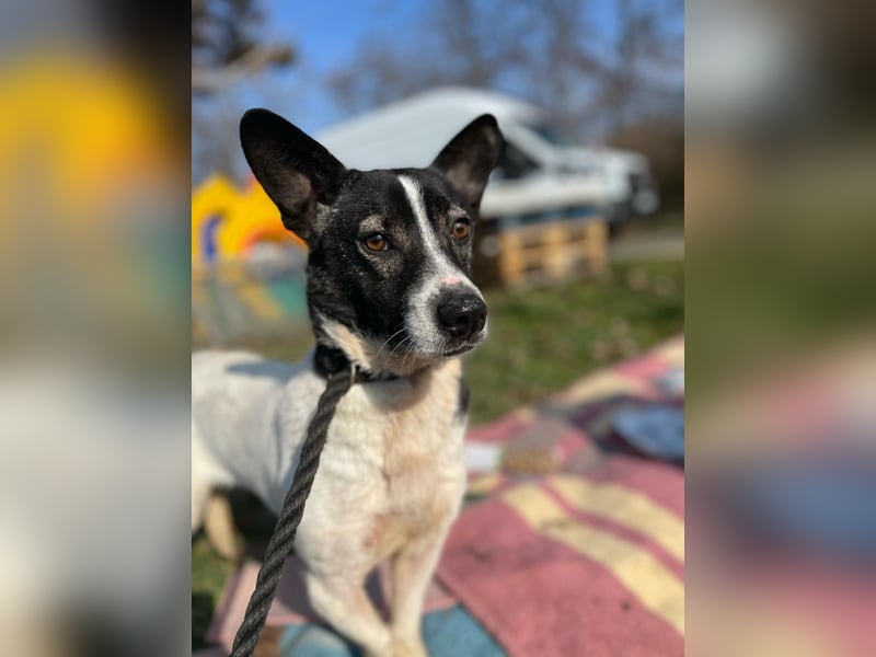 Irene, freundliche, aufgeschlossene Terrier-Mix  Junghündin sucht …..